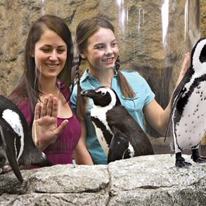 Ripley's Penguins Myrtle Beach