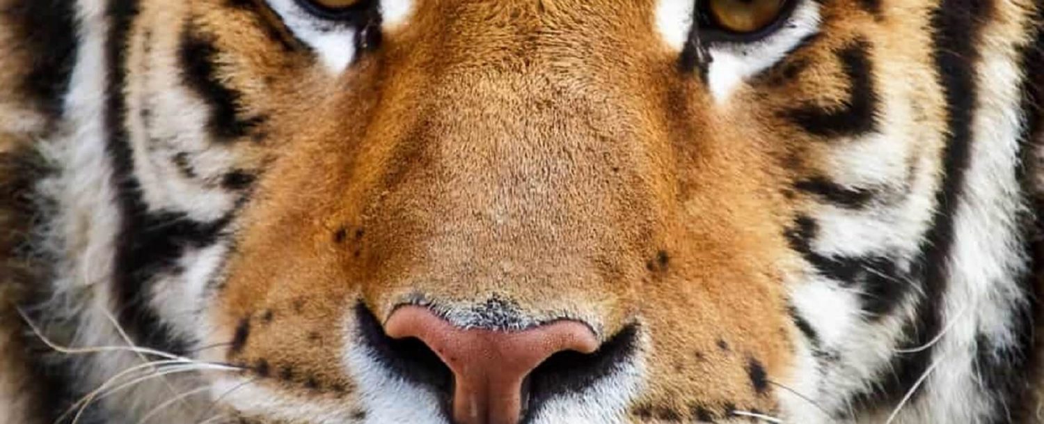 face_of_a_tiger