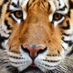 face_of_a_tiger