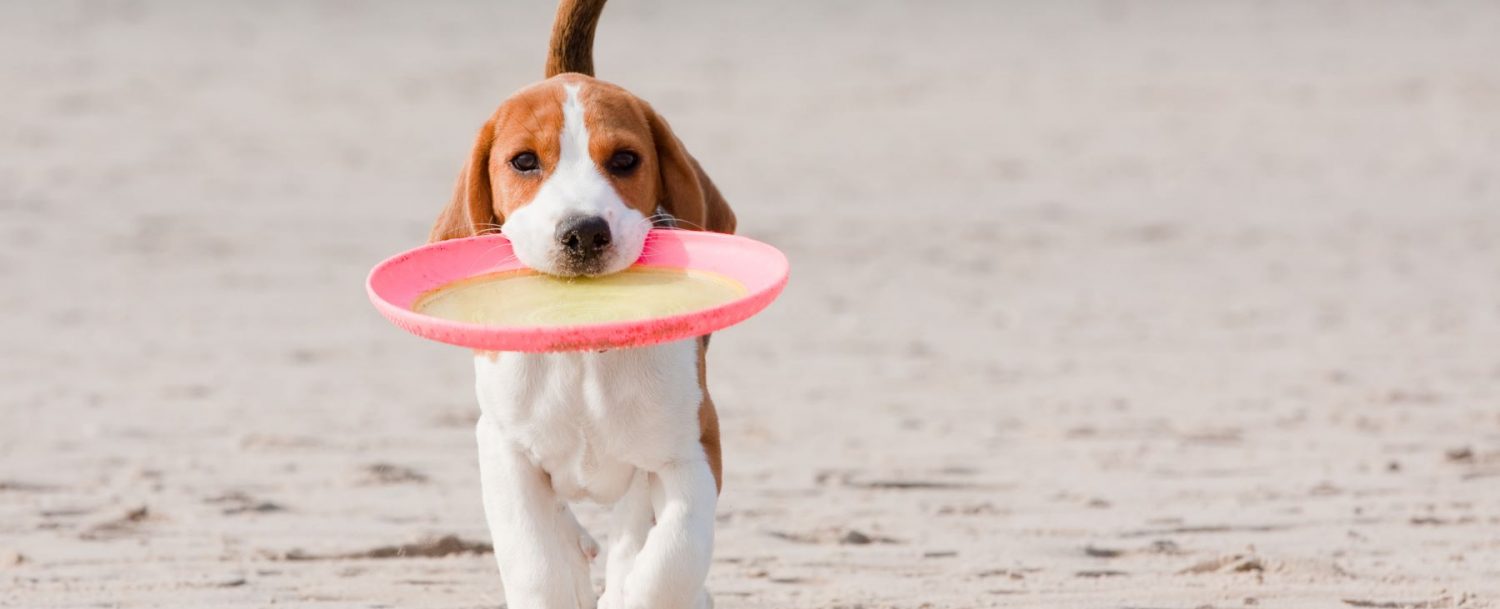 Beagle with a frisbee in mouth at the beach.