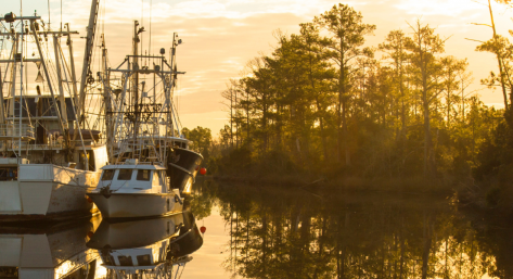 Shrimp boats