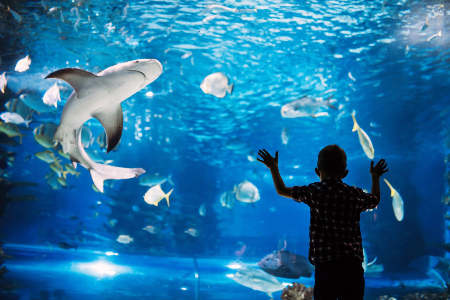 kid looking at shark in an aquarium