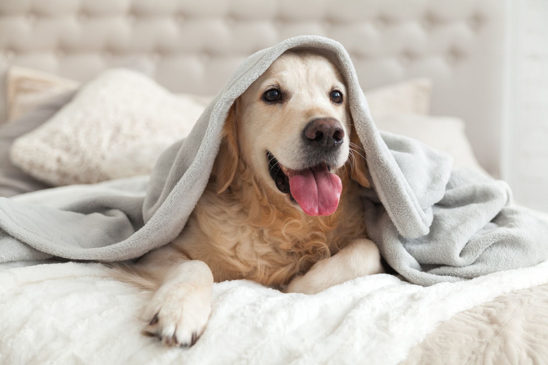 dog in the bed of one of our pet-friendly vacation rentals