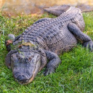 alligator adventure north myrtle beach
