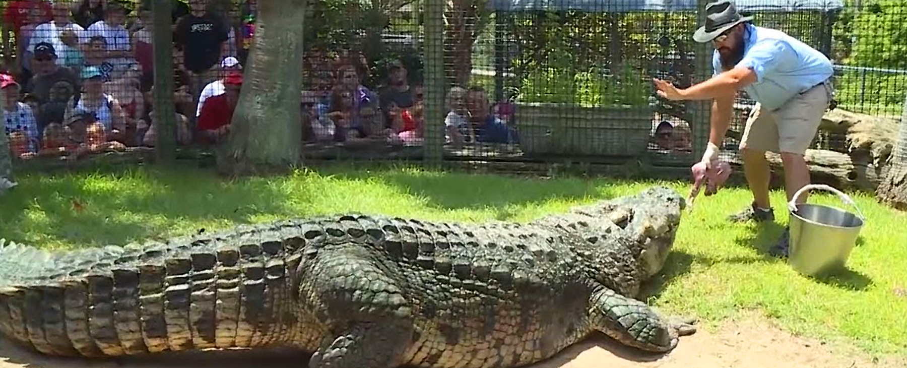 Alligator Adventure