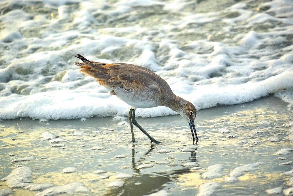 bird on North Mrytle Beach