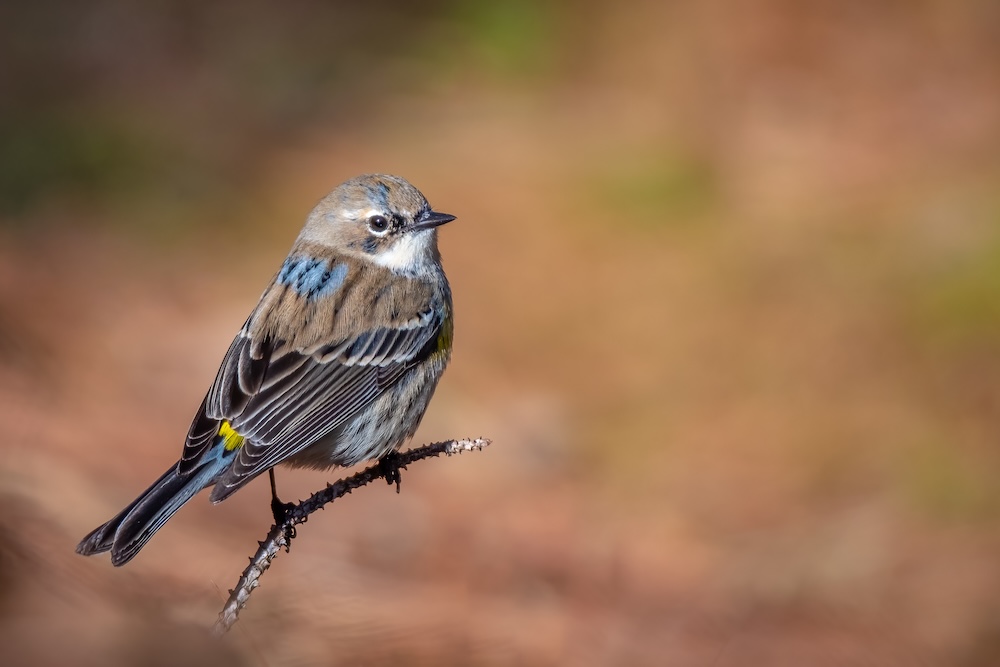 A Yellow-rumped Warbler (Setophaga coronatasmall) perches on a pine twig on the forest floor. Raleigh, North Carolina.