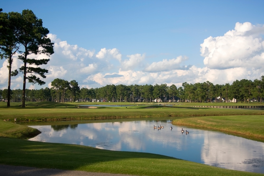 Scenic view with cloudy blue sky over the pond between green grass lawn and Canadian geese. South Carolina, Myrtle Beach area.